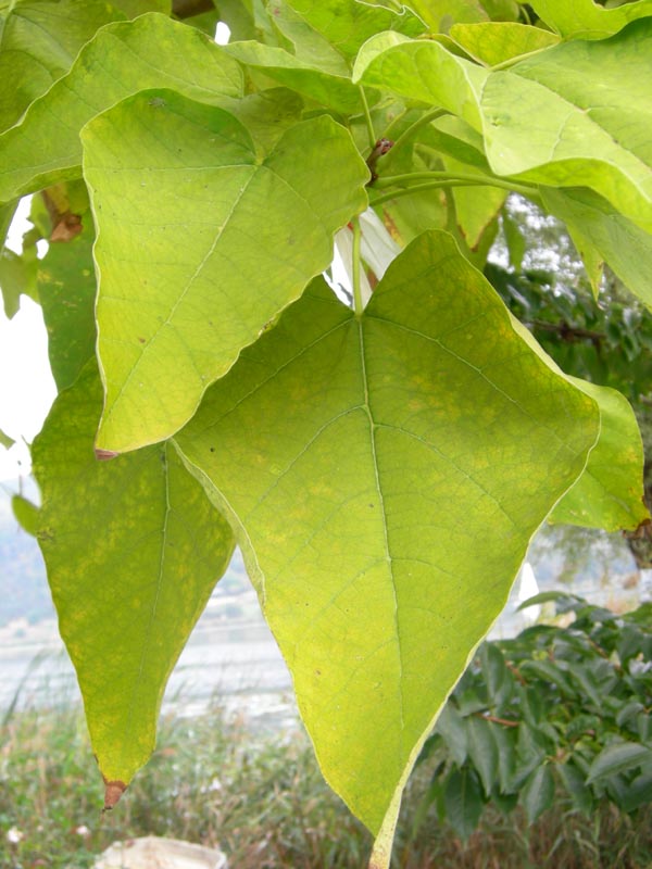 Catalpa bignonioides / Albero dei sigari